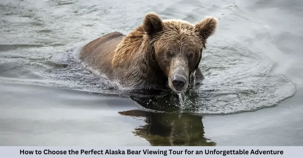How to Choose the Perfect Alaska Bear Viewing Tour for an Unforgettable Adventure How to Choose the Perfect Alaska Bear Viewing Tour for an Unforgettable Adventure