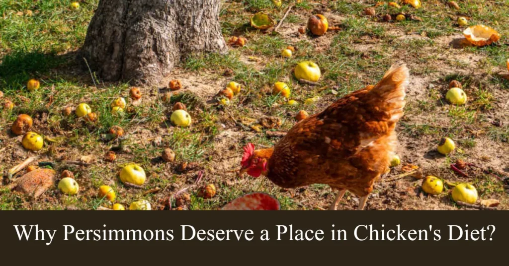 Why Persimmons Deserve a Place in Chicken's Diet?
